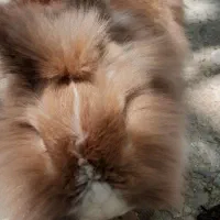 خرگوش|موش و خرگوش|بناب, |دیوار