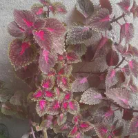 گل سرحال|گل و گیاه طبیعی|اراک, |دیوار