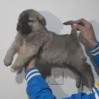 یه جفت توله سرابی نرو ماده