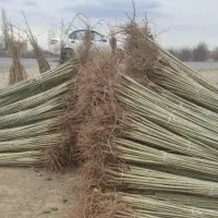 نهالستان فروش نهال های گردو بادام و صنوبر|خدمات باغبانی و درختکاری|مریوان, |دیوار