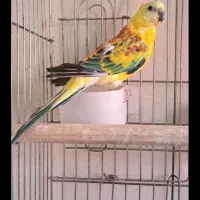 طوطی آوازه خوان