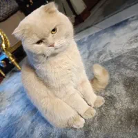 اسکاتیش نر|گربه|تهران, باشگاه نفت|دیوار