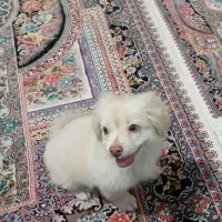 سگ شیتزو|سگ|شهریار, شهرک شاهد|دیوار