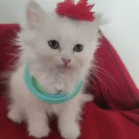 بهترین پیشی هایه خوجل و موجل نژاددار