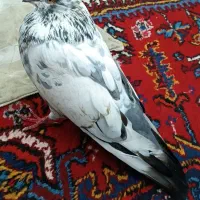 کبوترچیل یک عدد