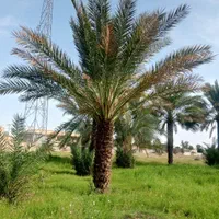 فروش انواع نخل از یک متر تا پنج متر..|خدمات باغبانی و درختکاری|یزد, |دیوار