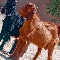 دوتا کهره مری نر و ماده