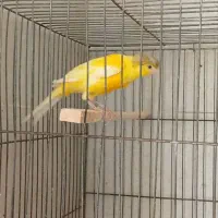 قناری نر کاکلی