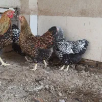 تخم نطفه دار  و جوجه برهما .ویاندوت و گلین|حیوانات مزرعه|سبزوار, صالح آباد|دیوار