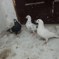 سه عدد کفتر