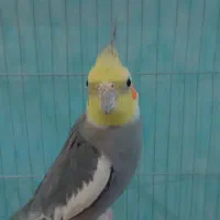 عروس هلندی نر|پرنده|باشتین, |دیوار