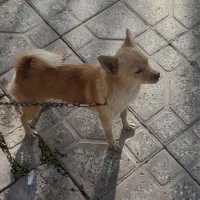 سگ پاه کوتاه جیبی