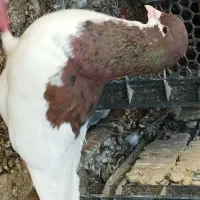 کفتر یال سرخ گلدار سیاه