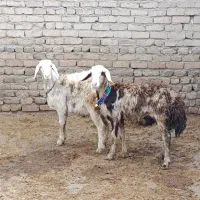 افشاری پلنگی|حیوانات مزرعه|دورود, |دیوار