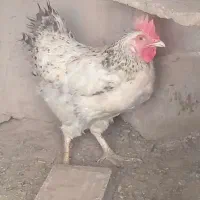 مرغ|حیوانات مزرعه|چترود, |دیوار