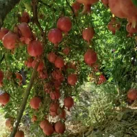 فروش باغ انار