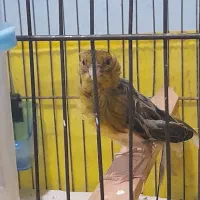 قناری ماده