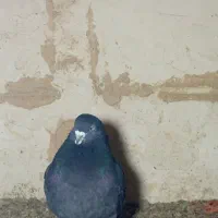 یه جفت کفتر پرشی|پرنده|قروه, |دیوار