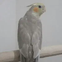 عروس هلندی.مینا.مرغ عشق.طوطی|پرنده|مشهد, کارمندان دوم|دیوار