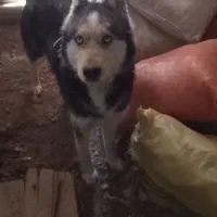 سگ حاسکی|سگ|چناران, |دیوار