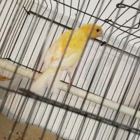 قناری نر و ماده