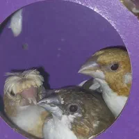 فروش فنچ کاکلی بنگالی وزبرا  درشت