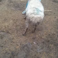 گوسفند گله گرد