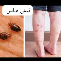 گروه سمپاشی*موریانه ساس سوسک*سم پاشی باضمانت|خدمات نظافت|اهواز, کیانپارس |دیوار