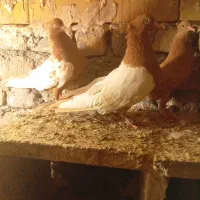 سلامآلمانی زردنروماده تمیزالان تخم وجوجه دارن