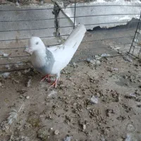 دوتا نر طوقی|پرنده|حمیدیا, |دیوار