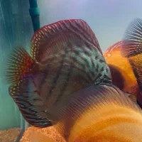 دیسکس وارداتی مولد|ماهی|کرج, گوهردشت|دیوار