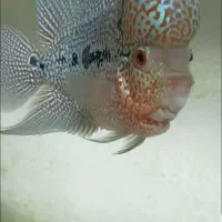 فلاور هورن گرید بالا