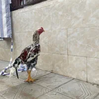 لاری اصیل|حیوانات مزرعه|رشت, فلسطین|دیوار