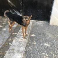 واگذاری سگ نگهبان