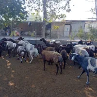 فروش گوسفند داشتی|حیوانات مزرعه|خلیل شهر, |دیوار