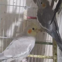 عروس هلندی|پرنده|شیراز, فضل‌آباد|دیوار