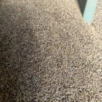 ضایعات گندم