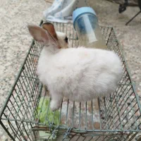 خرگوشی