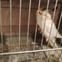سالم و مولد