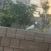 کبوتر طوقی همدانی