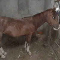اسب