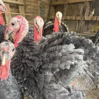 بوقلمون برنز محلی جوان|حیوانات مزرعه|ساوه, |دیوار