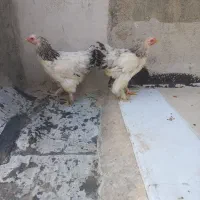 برهما لایت|حیوانات مزرعه|هشتگرد, شهرک بعثت|دیوار