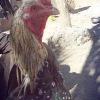 خروس لاری فروشی ومعامله ای|حیوانات مزرعه|سراوان, |دیوار