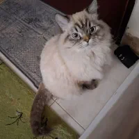 گربه هیمالین نر اصیل