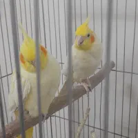 دو جفت عروس هلندی مولد