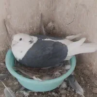 کفتر یاهمون کفتر پلاکی