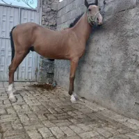 اسب ۲ ساله|اسب و تجهیزات اسبسواری|اصفهان, قهاب جنوبی|دیوار