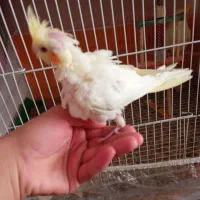 عروس هلندی لوتینو آلبینو|پرنده|تربتحیدریه, یحیی آباد|دیوار