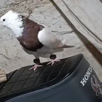 قیمت یک و شیصد